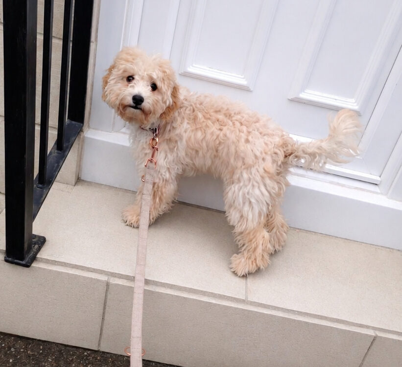 Should You Allow Pets in Your Rental Property
