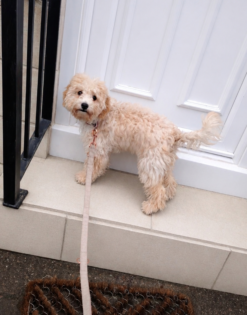 Should You Allow Pets in Your Rental Property